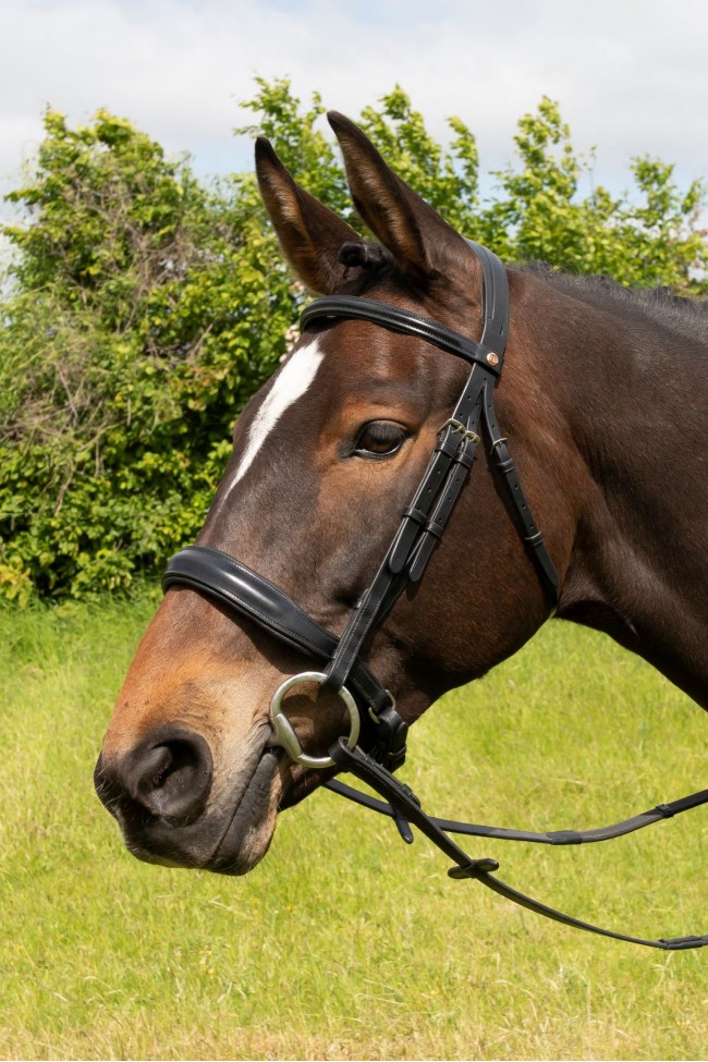 FSS English Silver Buckle Comfort Padded Poll Crown Crank Flash Snaffle Bridle – Leather, UK Made